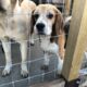 Beagle for stud Tipperary