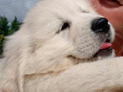 Golden Retriever Puppies in Kildare – IKC Reg