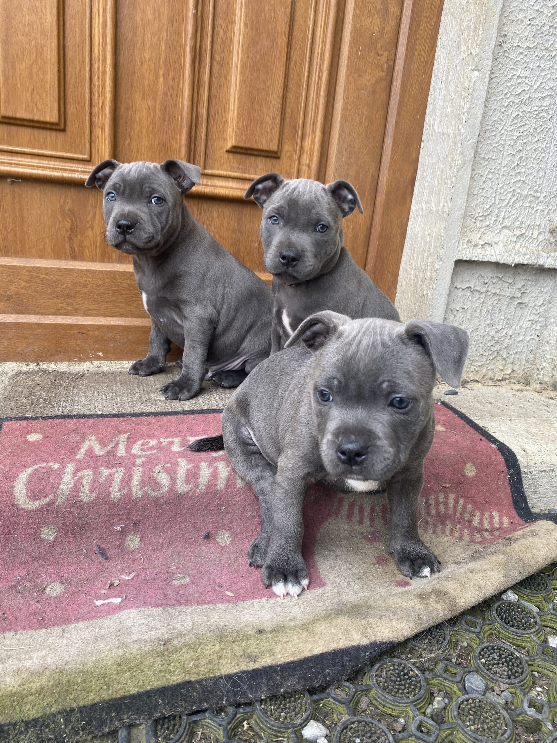 Blue Staffy Pups Loughrea Dublin Dogs For Sale Ireland