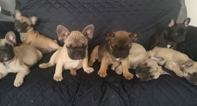 French Bulldog Puppies Waterford Dogs For Sale Ireland French Bulldog Puppies Waterford Dogs For Sale Ireland