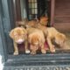 Dogue de bordeaux puppies for sale