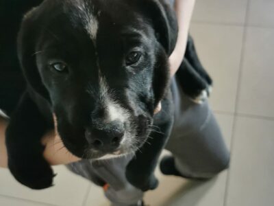 Golden Retriever X Beagle in Offaly