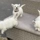 West Highland Terriers