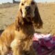 Cocker Spaniel Puppy in Mounthrath – Playful & Affectionate