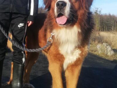 Saint Bernese for Stud in Co Clare – Great Temperament