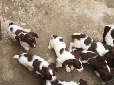 Springer Spaniel Puppies in County Wexford