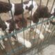 Springer pups county Wexford