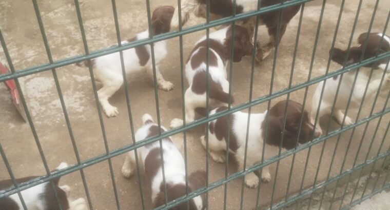 Springer pups county Wexford