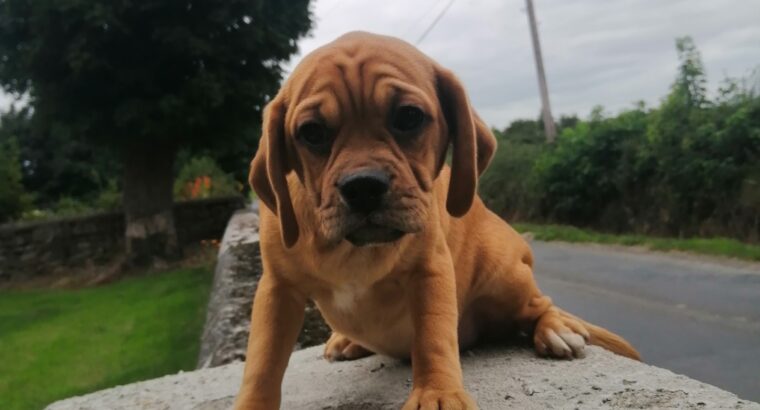 Puggle puppies for sale Carlow