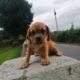 Puggle puppies for sale Carlow