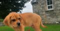 Puggle puppies for sale Carlow