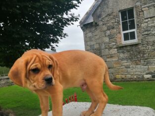 Puggle puppies for sale Carlow