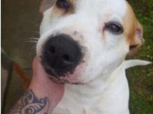 Pitbull for rehoming Tipperary Ireland