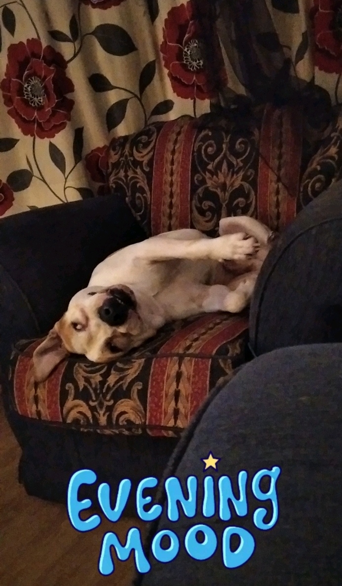 Pitbull for rehoming Tipperary Ireland Dogs For Sale Ireland