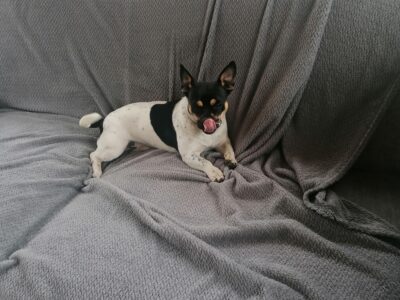 Frug Puppy for Sale in Wexford – Playful & Sweet