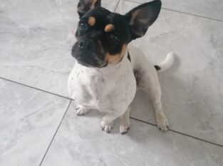 Frug female for sale Wexford