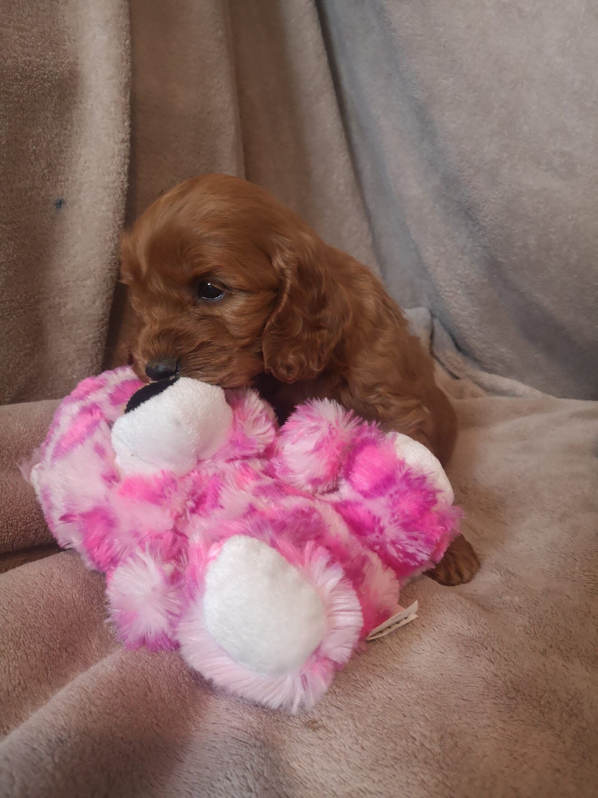 Cockapoo for sale wexford Ireland Dogs For Sale Ireland
