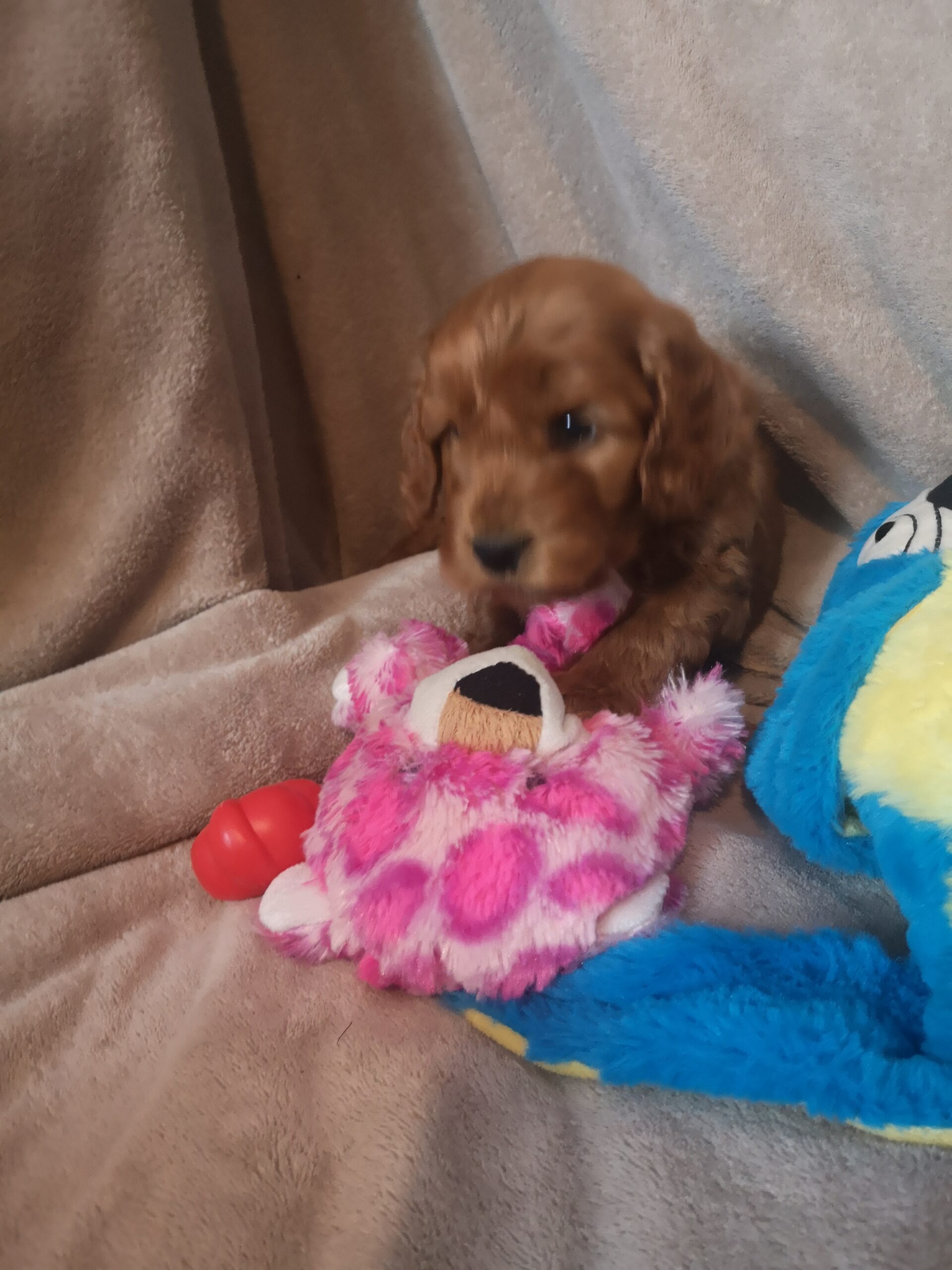 Cockapoo for sale wexford Ireland Dogs For Sale Ireland