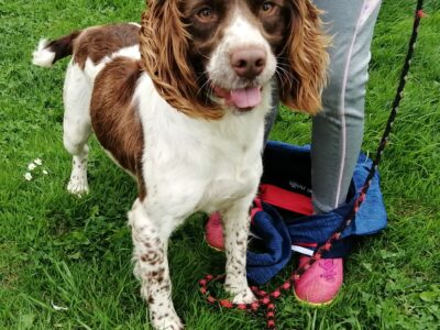 Springer Spaniel in Whitechurch – IKC Registered