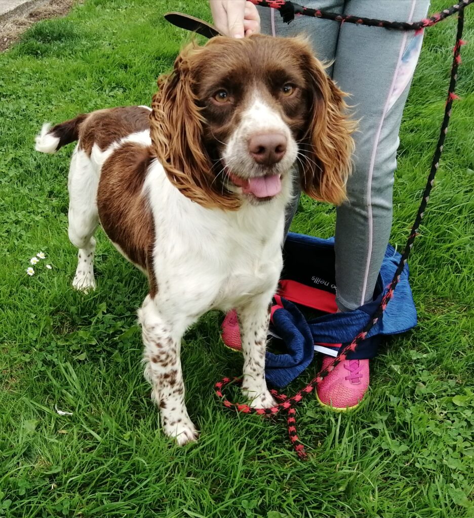 Springer Spaniel Whitechurch - Dogs For Sale Ireland