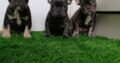 French bulldog pups Cavan