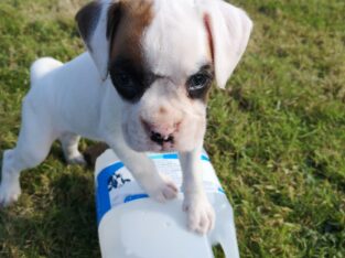 Boxer Pups for Sale Wexford