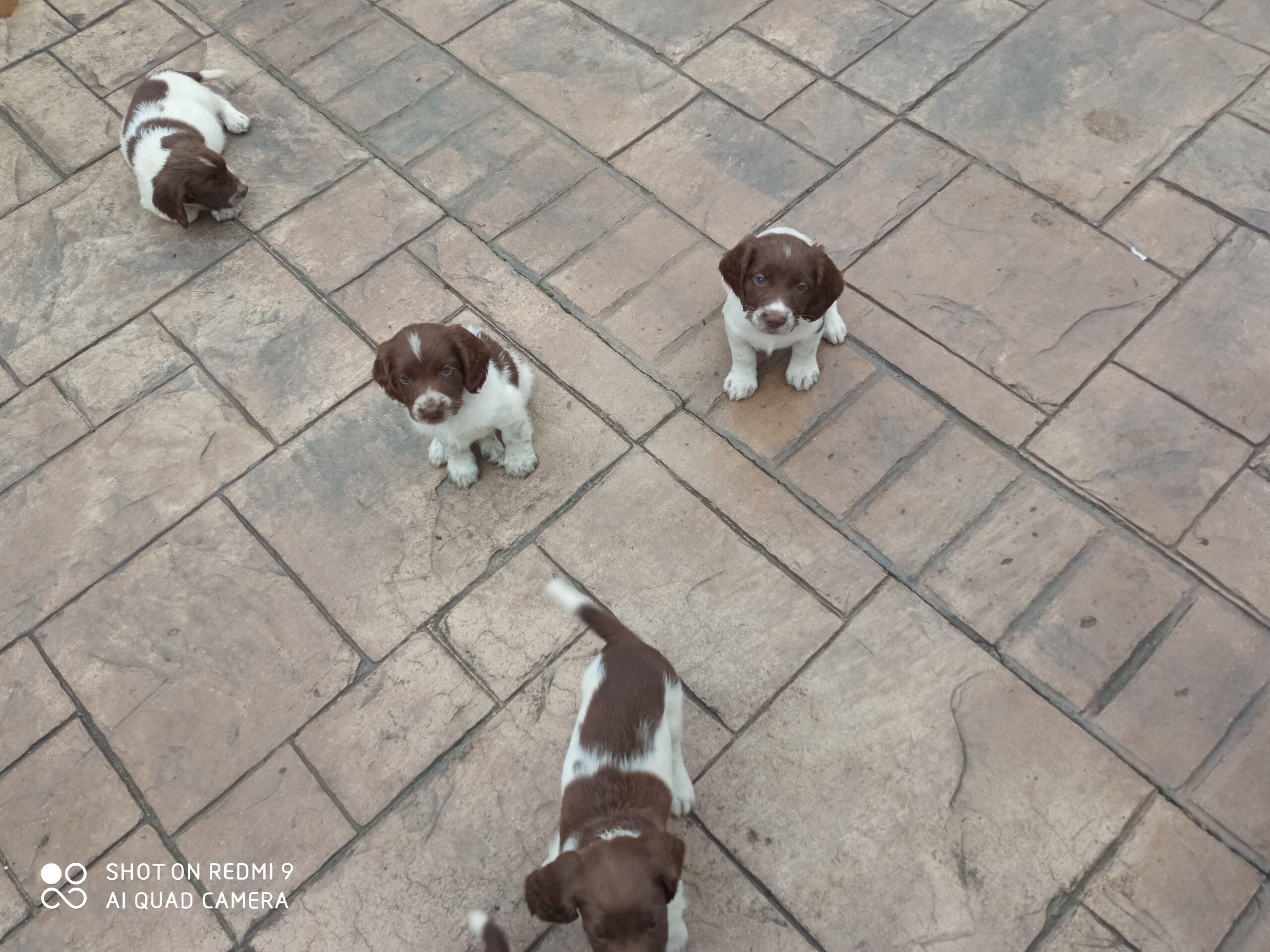 Springer spaniel puppies limerick Dogs For Sale Ireland