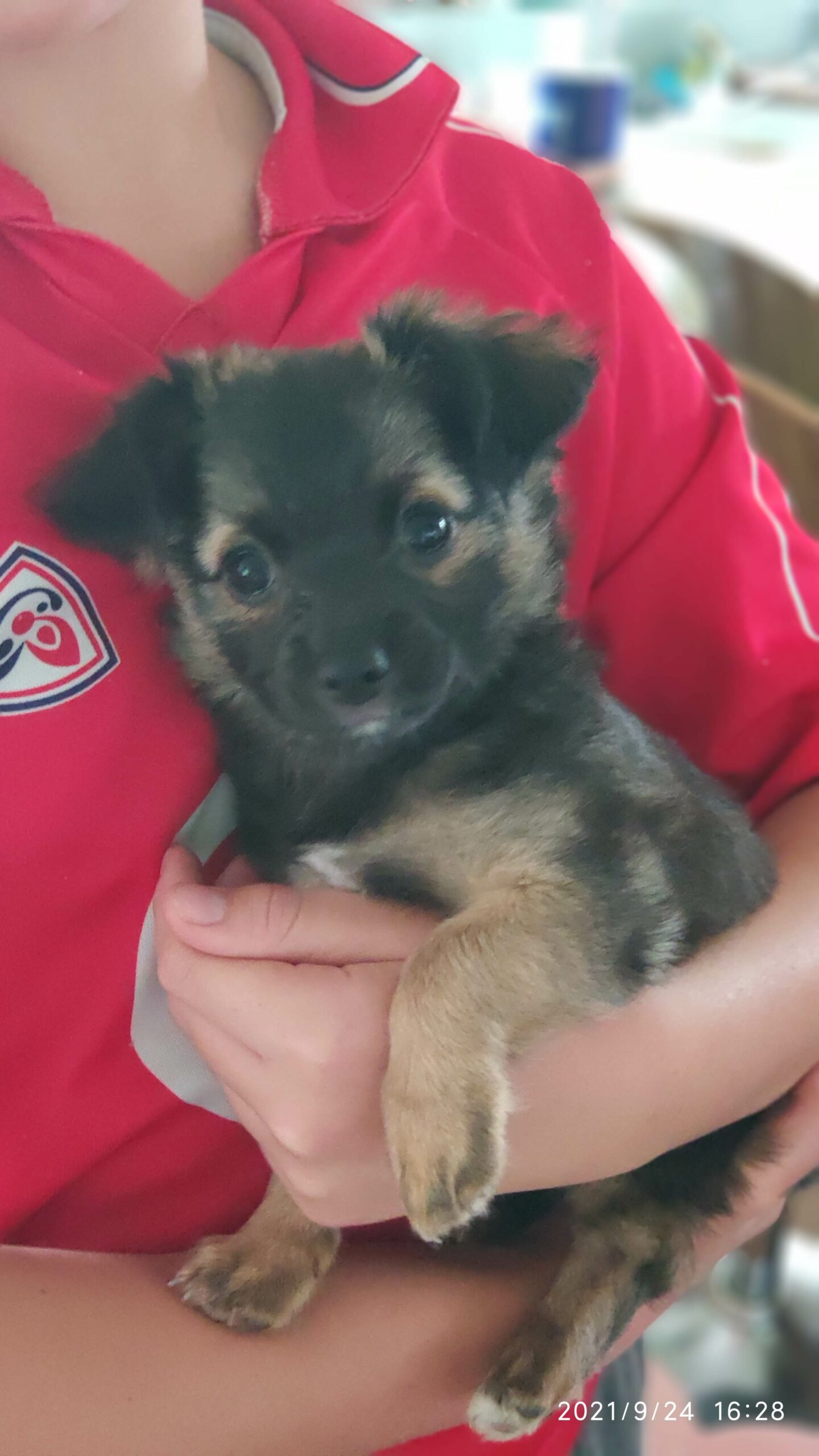 teacup chihuahua midleton cork Dogs For Sale Ireland