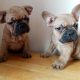 French Bulldog puppies.