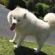 Samoyed puppy