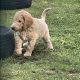 Gorgeous Standard Poodle Pubs