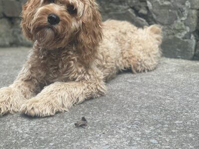Cavapoo for Stud in Roscommon – KC Registered