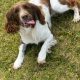 Springer Spaniel