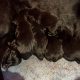 Labrador Puppies for Sale in Dingle – IKC Registered