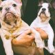 Two French Bull Dogs For Sale