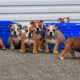 British Bulldog for sale Tipperary *updated*