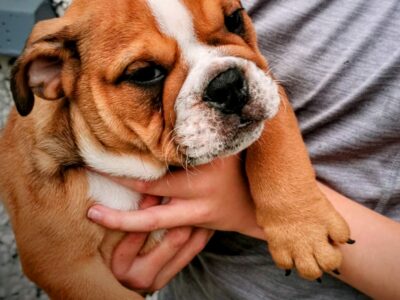 British Bulldog Puppies in Tipperary