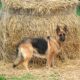 ** Traditional Straight Back GSD Puppies **