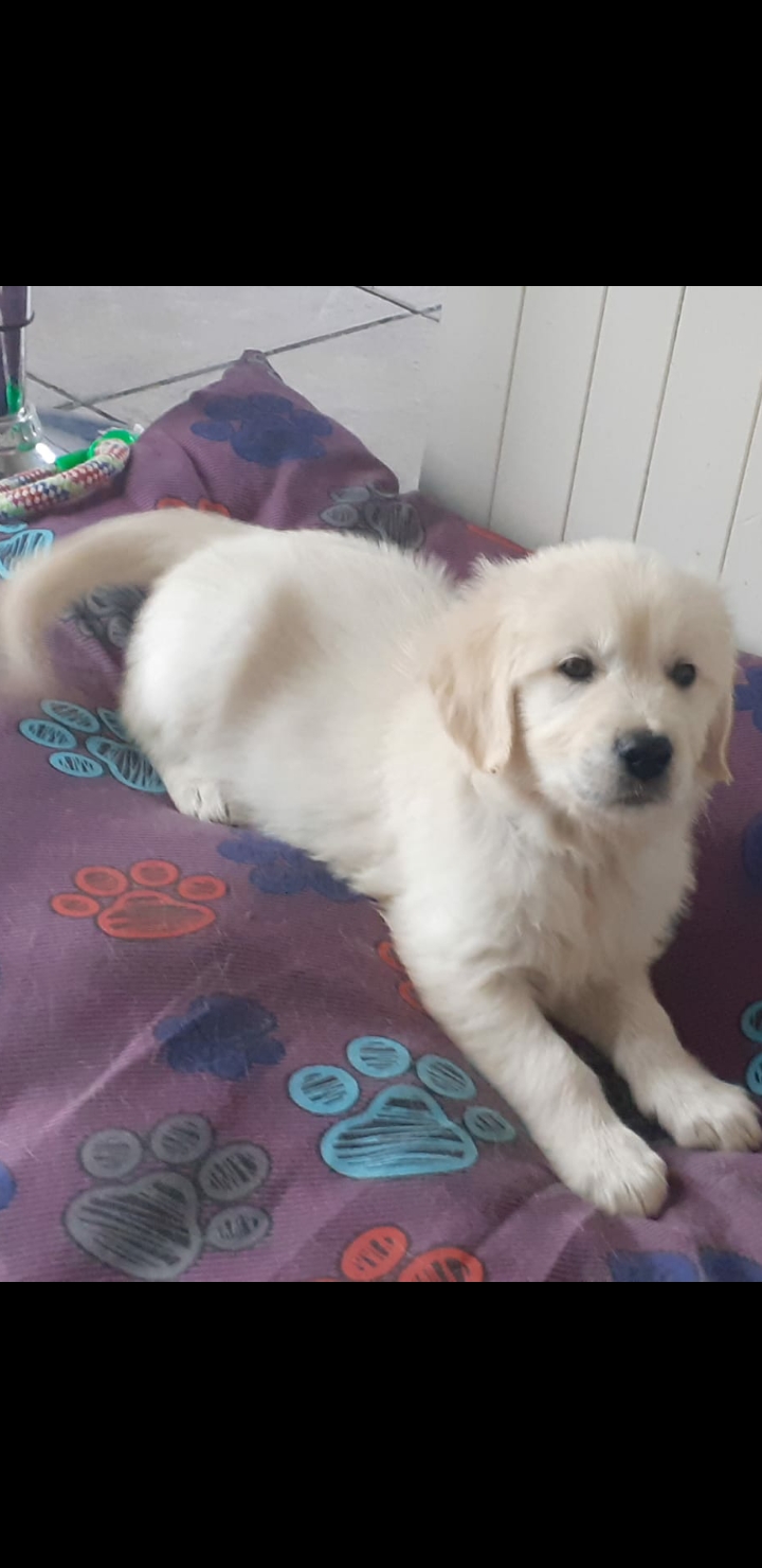 Golden retriever westmeath Ireland - Dogs For Sale Ireland