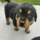 Beautiful Rottweiler X Puppies For Sale