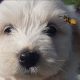 Bichon Frise
