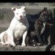Pit bull Terrier pups for sale waterford Ireland