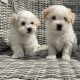 Maltichon Puppies for Sale in Killarney