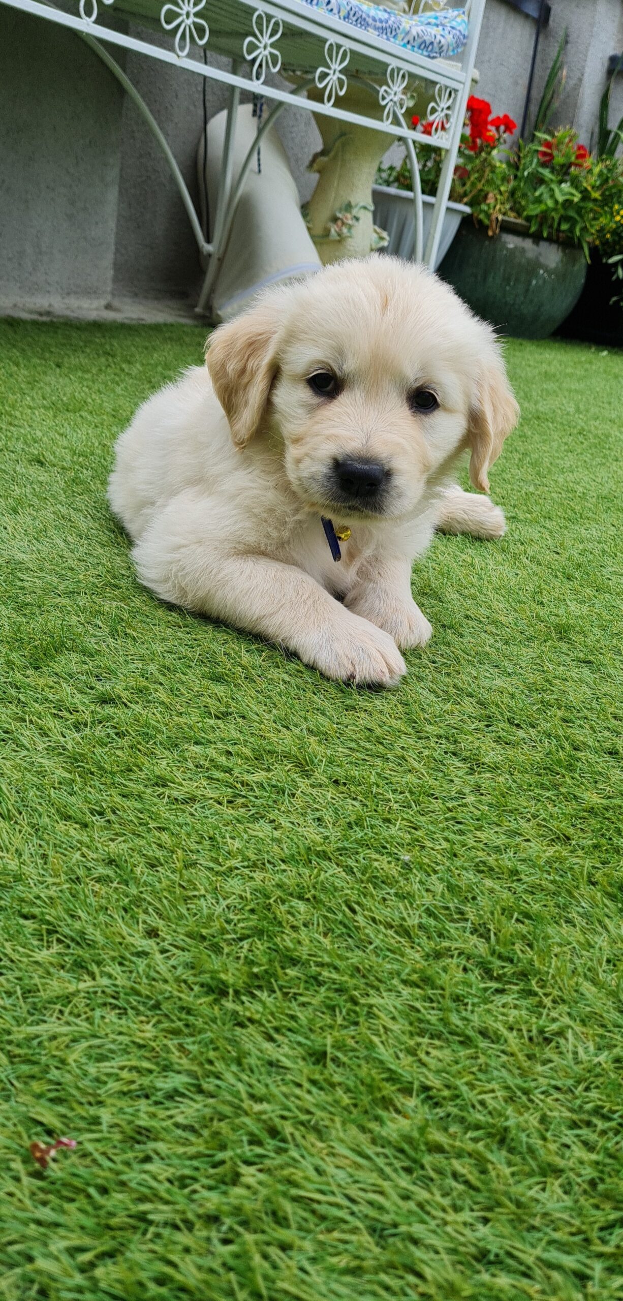Golden retrievers Kilkenny Ireland Dogs For Sale Ireland