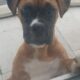 Boxer pup for sale