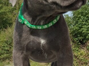 Blue staffordshire bull terrier’s Co Galway