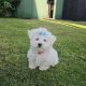 Beautiful Purebred Maltese Pup