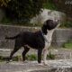 Blue Staffordshire Bull Terrier Pups |Blue Staffy
