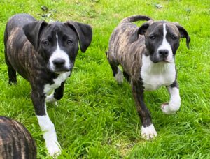 male and female American bully puppies in county Dublin https://dogsforsaleireland.ie