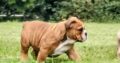 British Bulldog for sale Tipperary *updated*